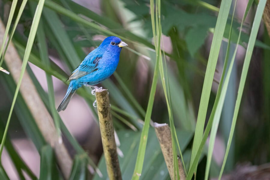 Indigo Bunting Male Perched On Palmetto Branch