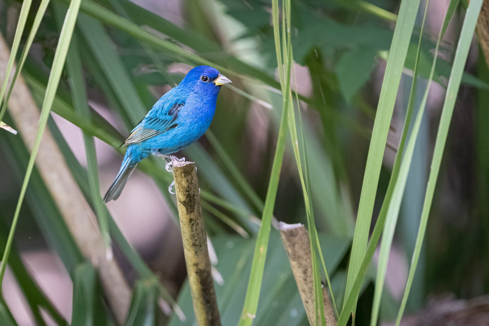 Indigo Bunting Male Perched On Palmetto Branch