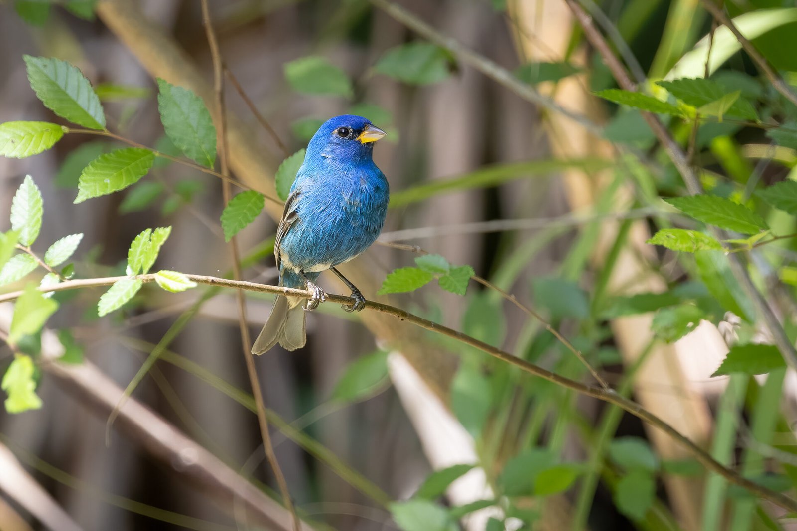 Young Indigo Bunting Male On Branch