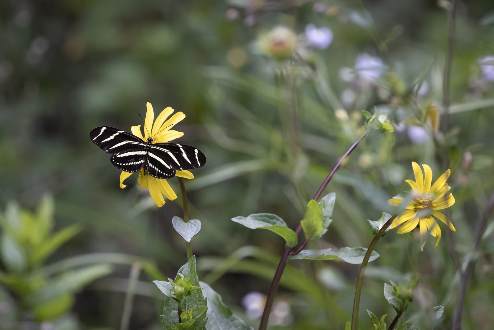 Zebra Longwing Butterfly On Coreopsis Flower