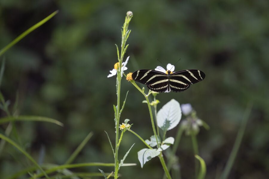 Zebra Longwing Butterfly On White Coreopsis Flower