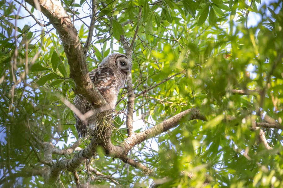 Barred Owl Juvenile Calling For Female Adult