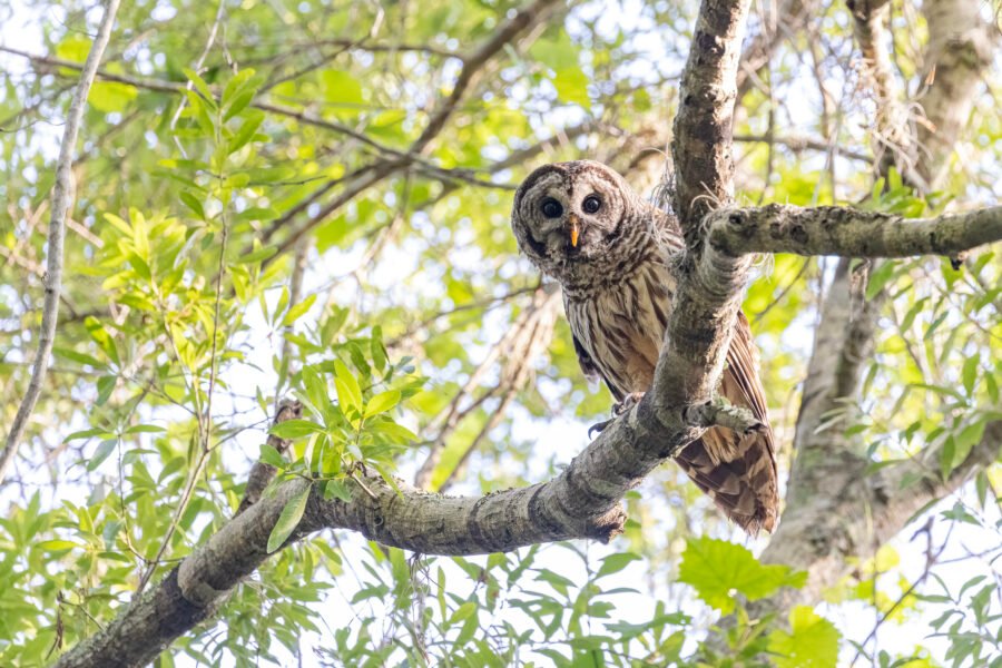 Barred Owl Female Sitting In Tree Near Nest