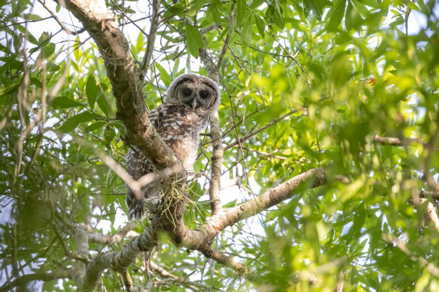 Barred Owl Juvenile Looking Around