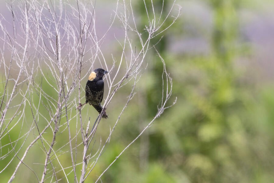 Bobolink Male Looking For Rest Of Flock
