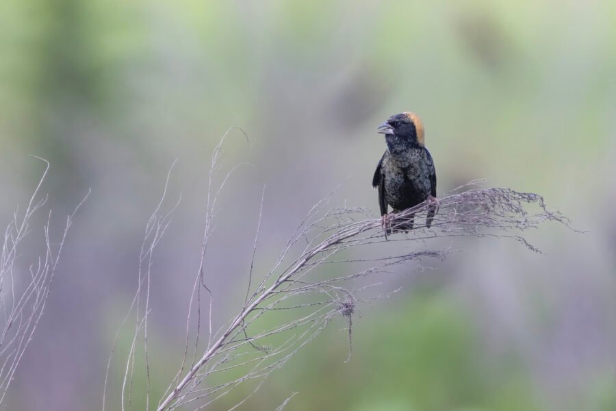 Bobolink Singing On End Of Tall Weed