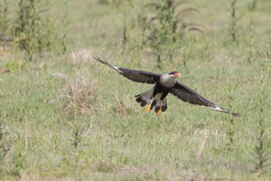 Crested Caracara Takes Flight From Field