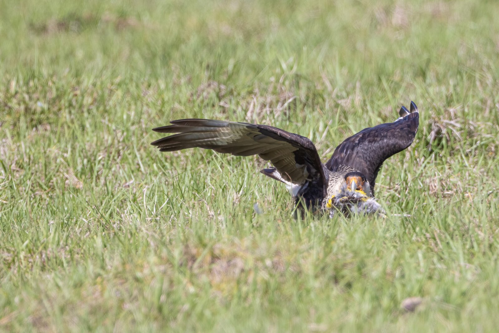 Crested Caracara Takes Flight With Meadowlark Carcass