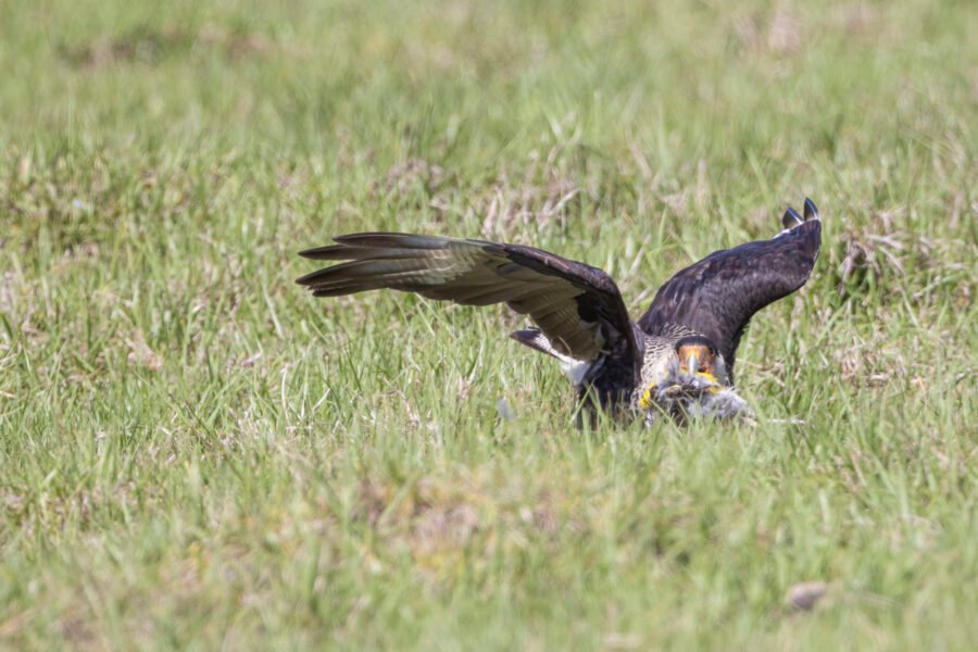 Crested Caracara Takes Flight With Meadowlark Carcass