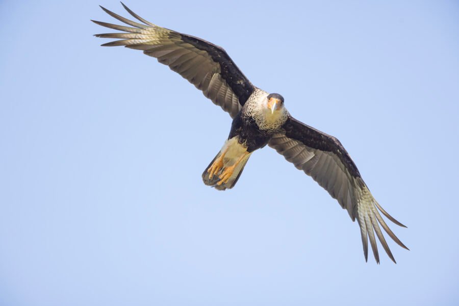 Crested Caracara Approaching From Above