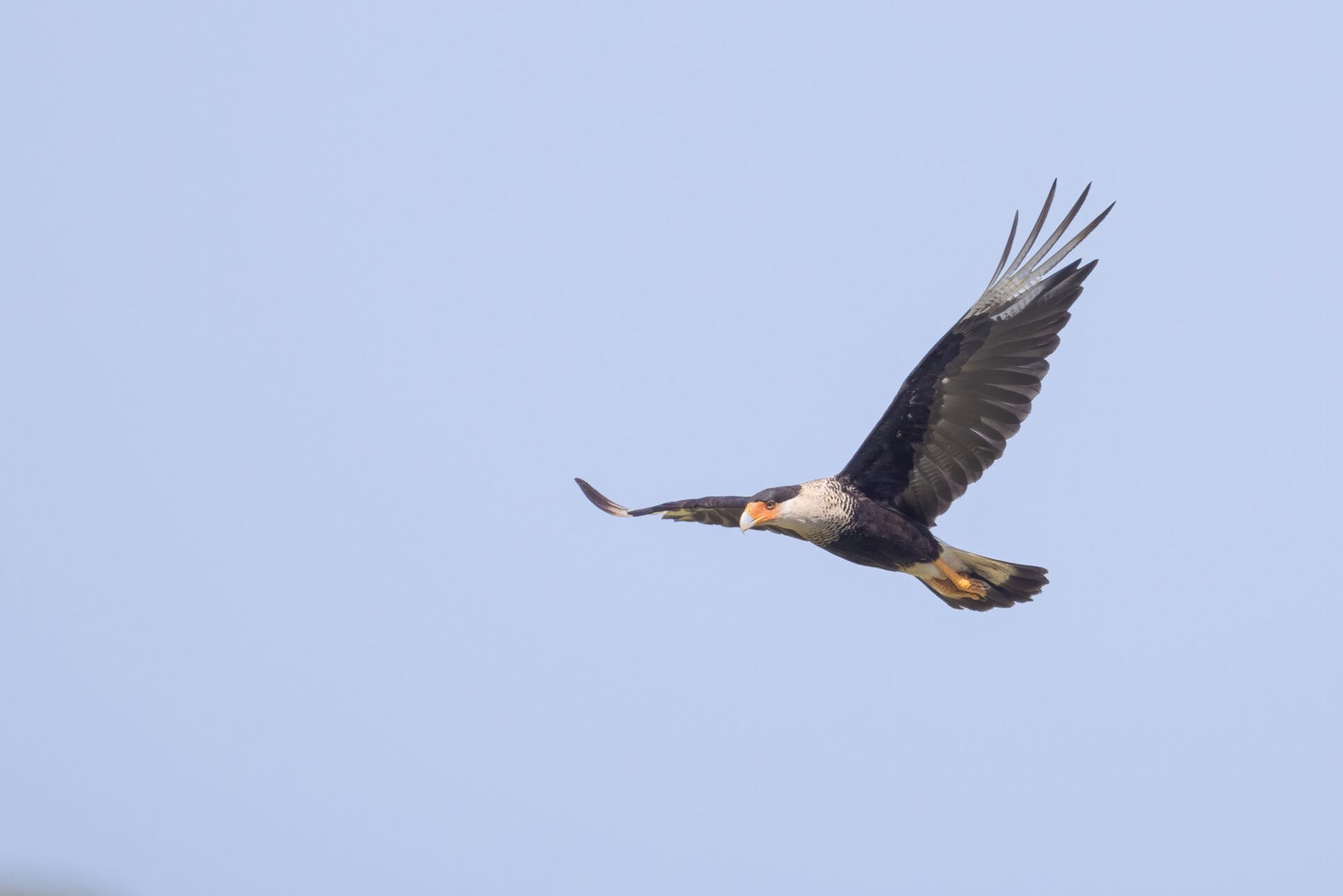 Crested Caracara Circling For Meal