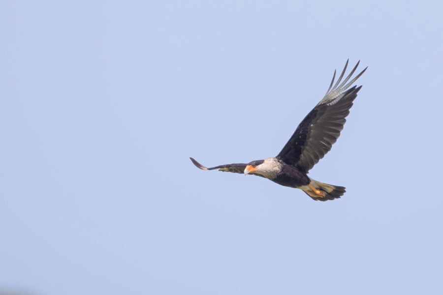 Crested Caracara Circling For Meal