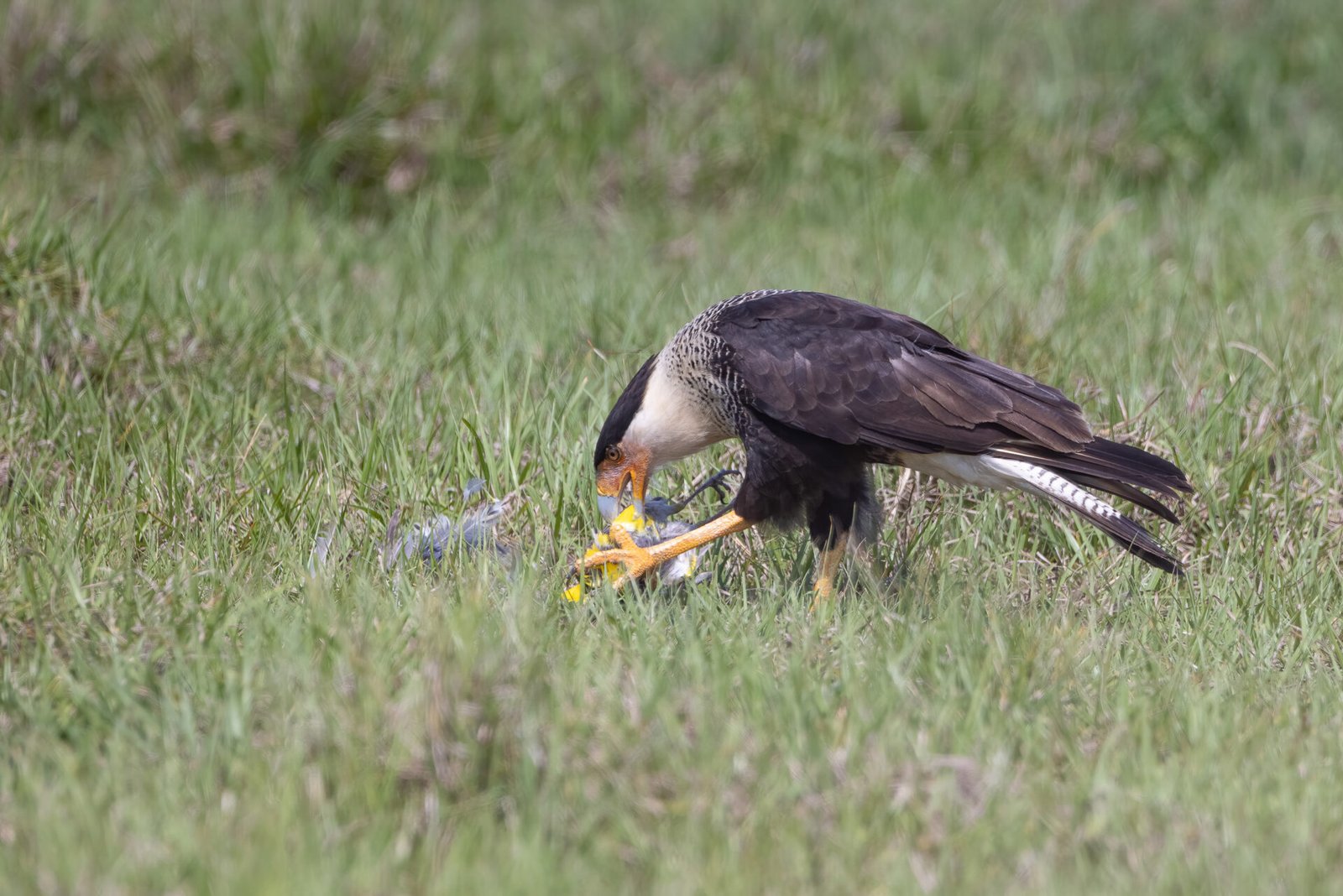 Crested Caracara Eating Meadowlark Carcass