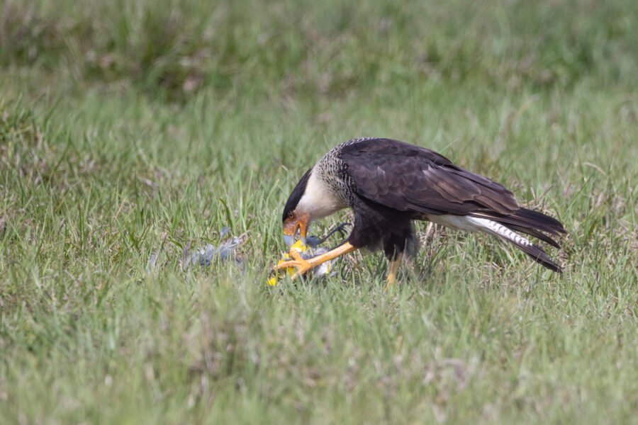 Crested Caracara Eating Meadowlark Carcass