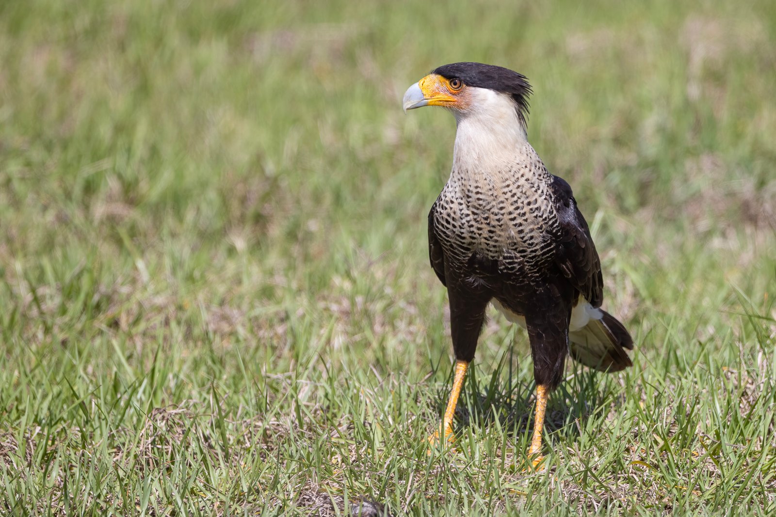 Crested Caracara Pauses In Pasture