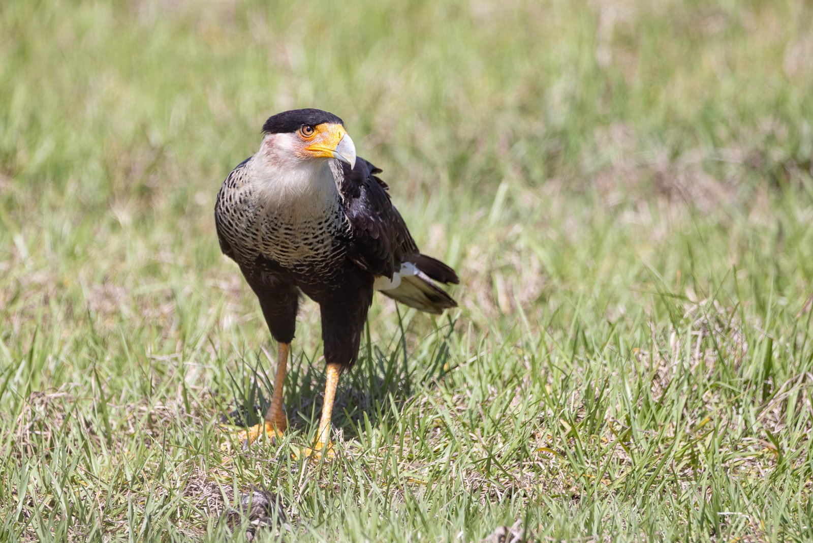 Crested Caracara Prowling For Next Meal