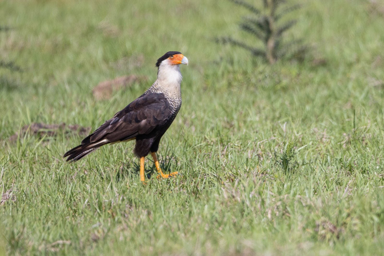 Crested Caracara Searching Through Field