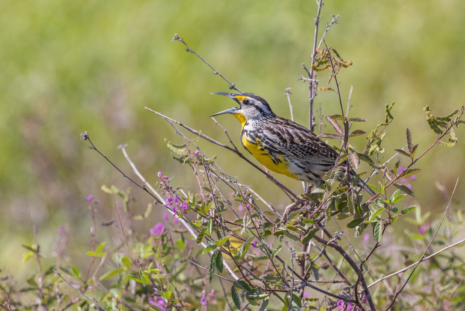 Meadowlark Singing In Bush With Purple Flowers