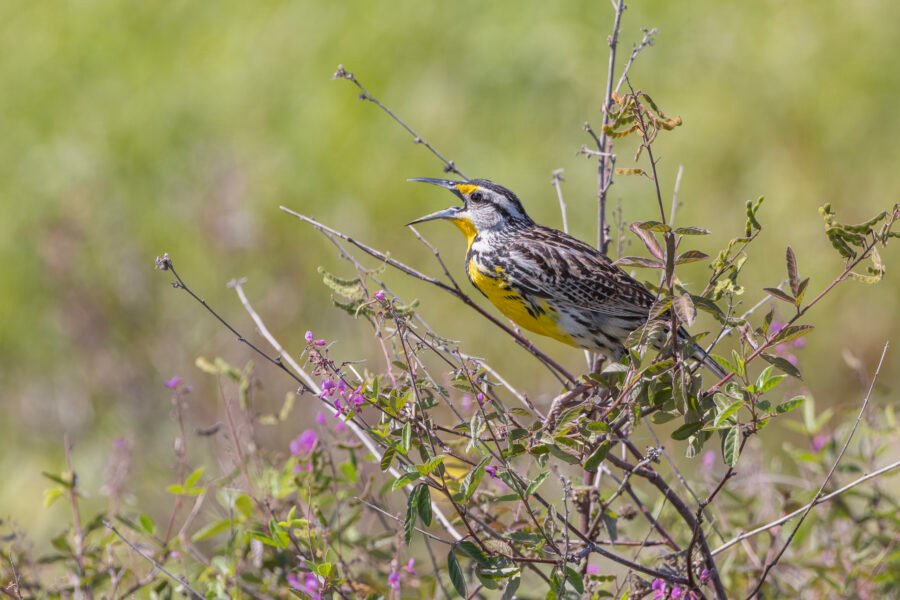 Meadowlark Singing In Bush With Purple Flowers