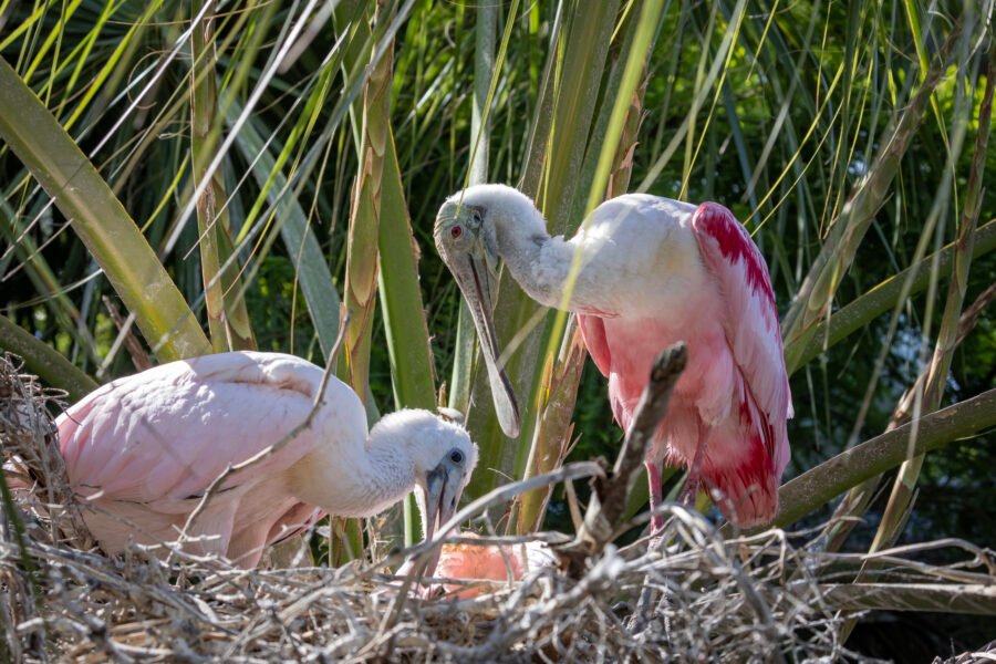 Roseate Spoonbill Adult And Juvenile In Nest