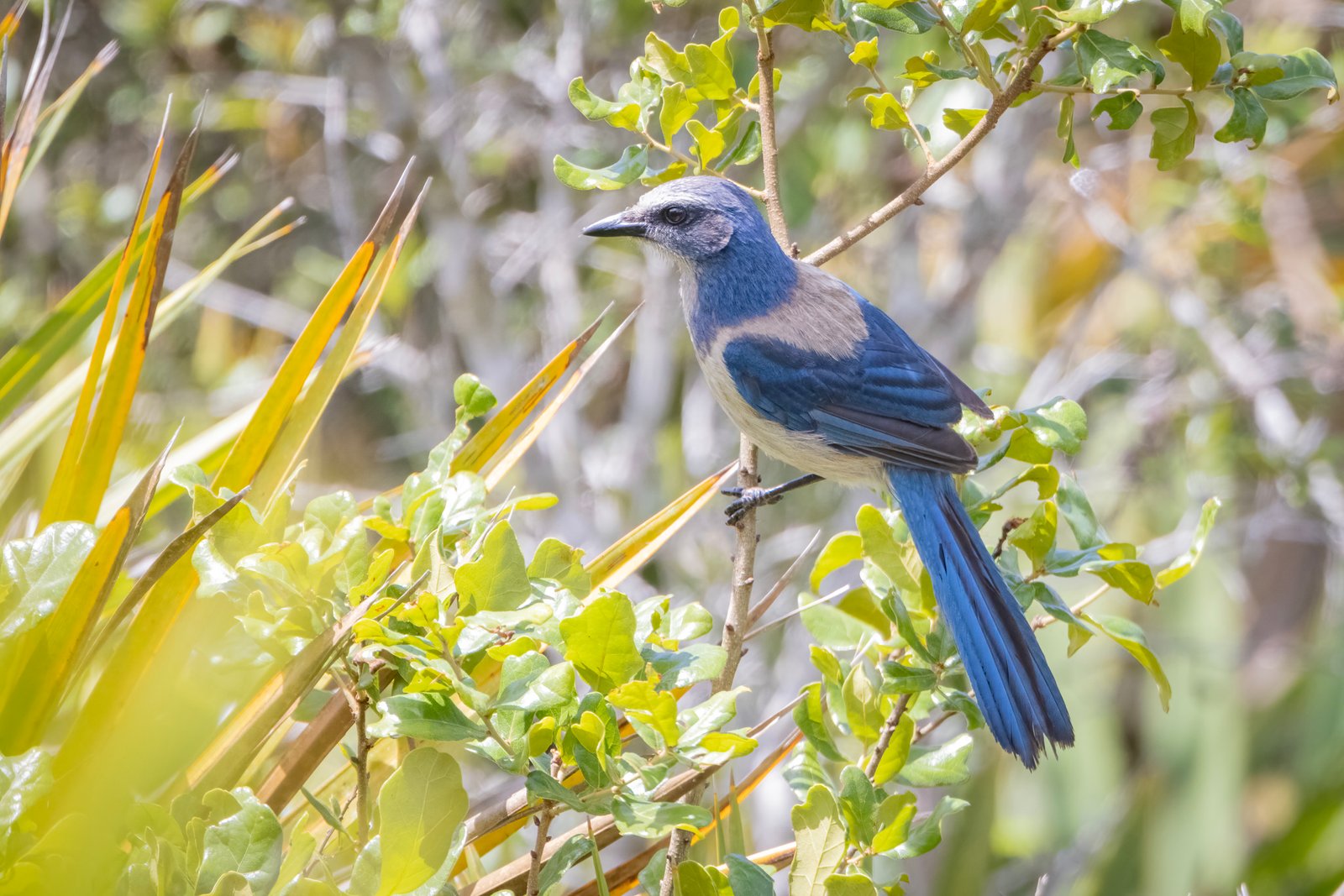 Florida Scrub Jay Resting On Scrub Oak