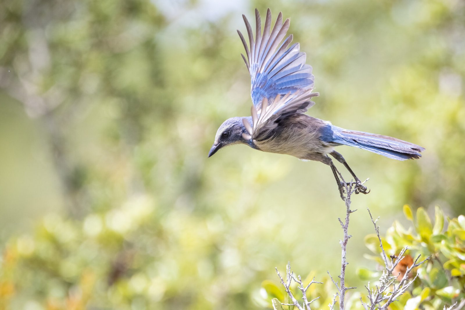 Florida Scrub Jay Taking Flight
