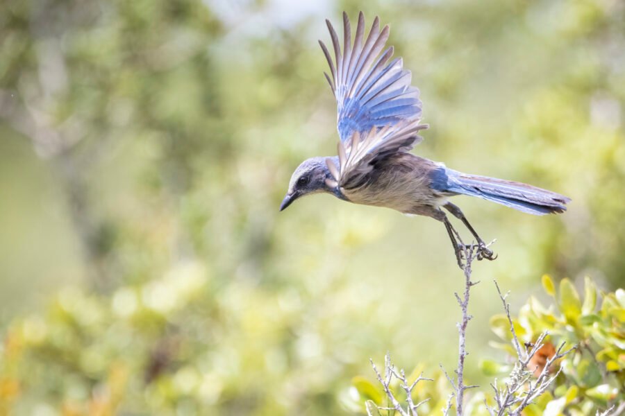 Florida Scrub Jay Taking Flight