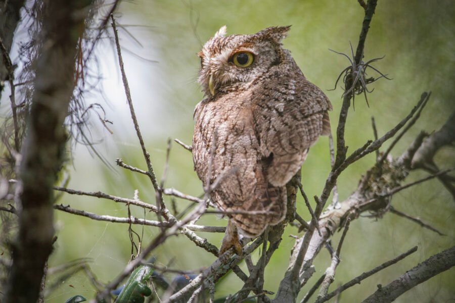 Screech Owl Alert In Shrub