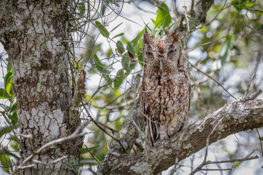 Screech Owl Resting On Branch