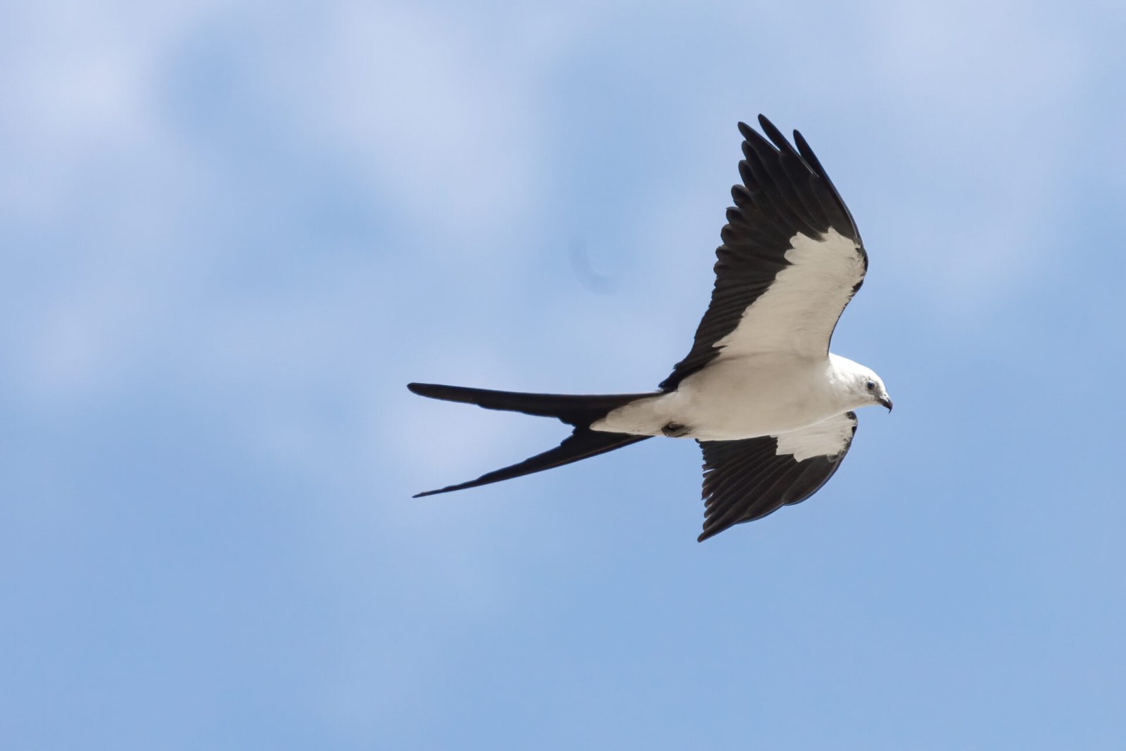 Swallow Tailed Kite Flying By