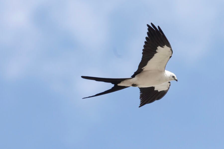 Swallow Tailed Kite Flying By