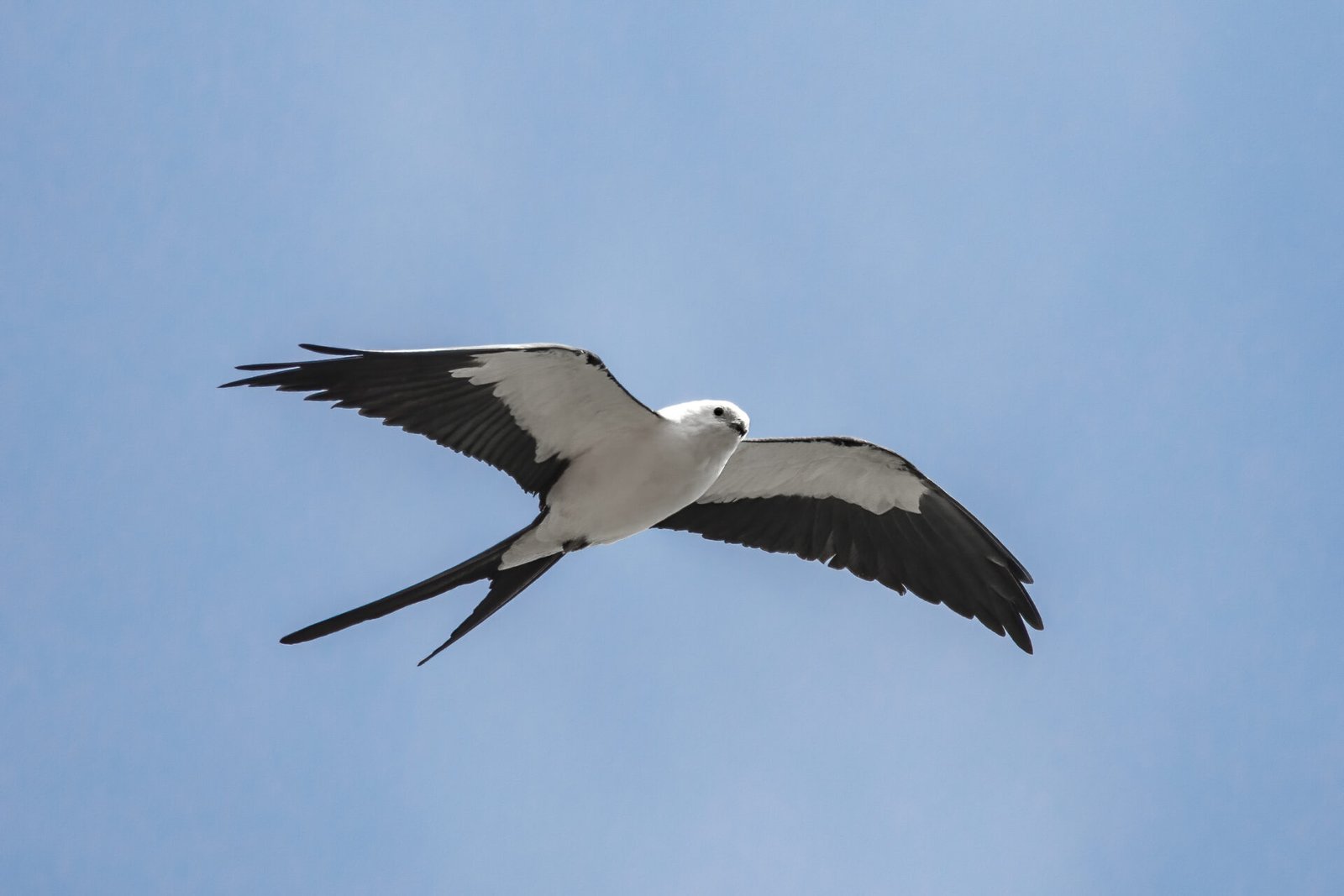 Swallow Tailed Kite Flying Overhead