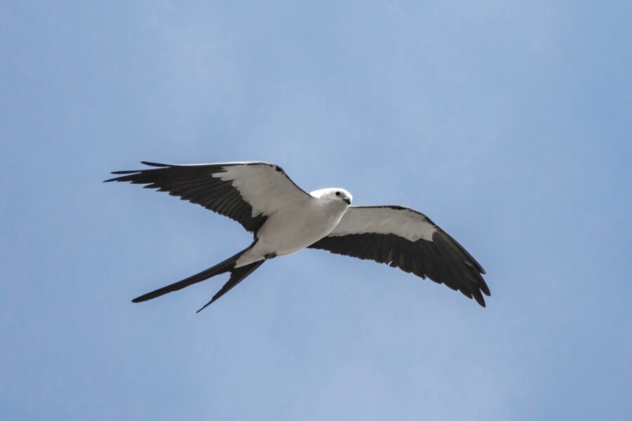 Swallow Tailed Kite Flying Overhead