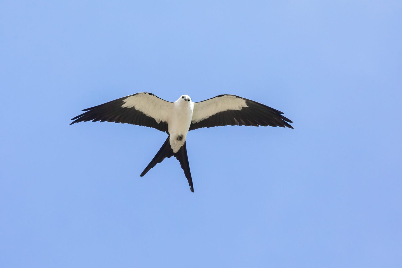 Swallow Tailed Kite Gliding Overhead