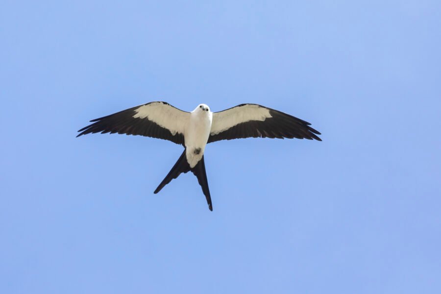 Swallow Tailed Kite Gliding Overhead