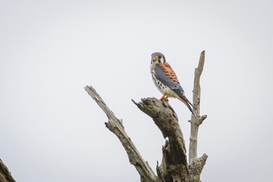 American Kestrel Perched In Dead Oak