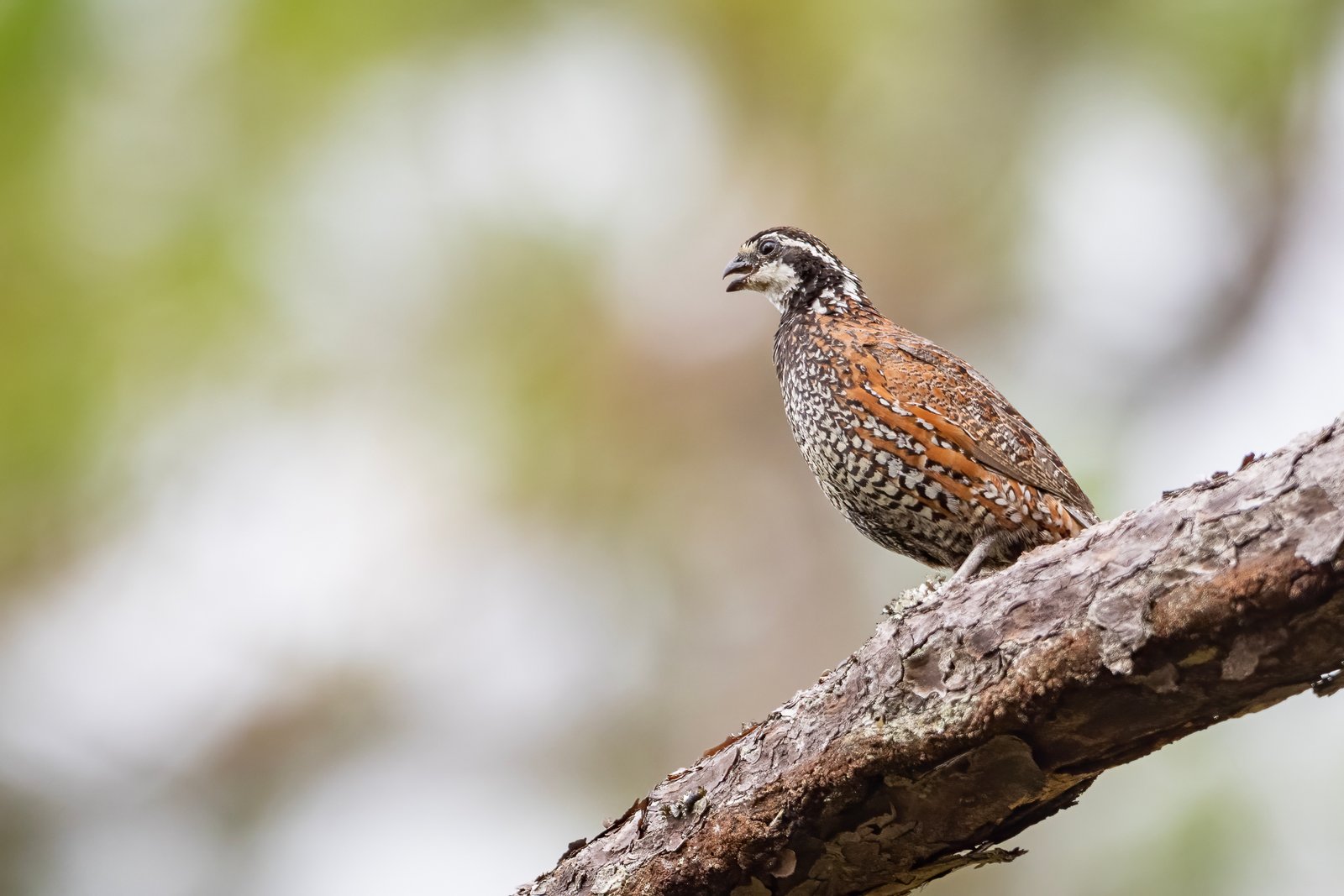 Bobwhite Quail Singing In Pine Tree