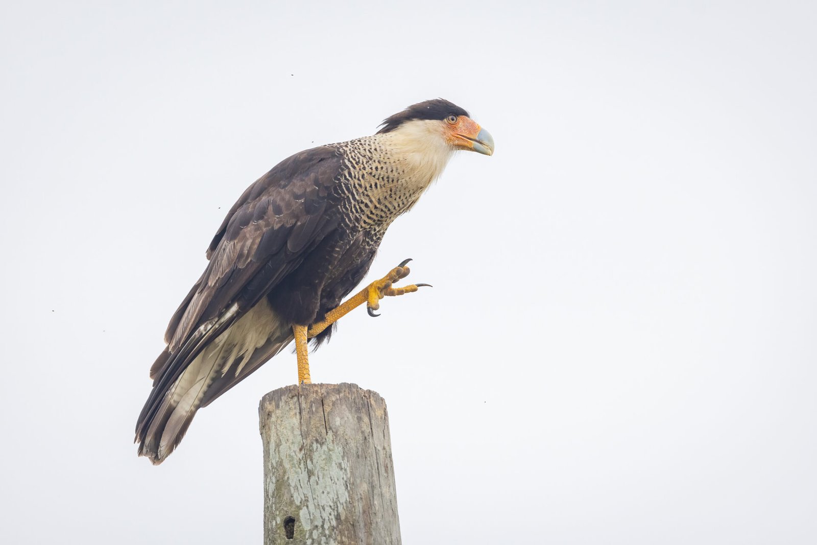 Crested Caracara Perched On Pole