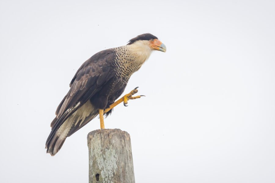 Crested Caracara Perched On Pole