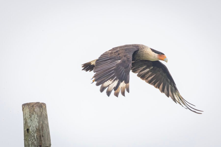 Crested Caracara Taking Flight From Pole