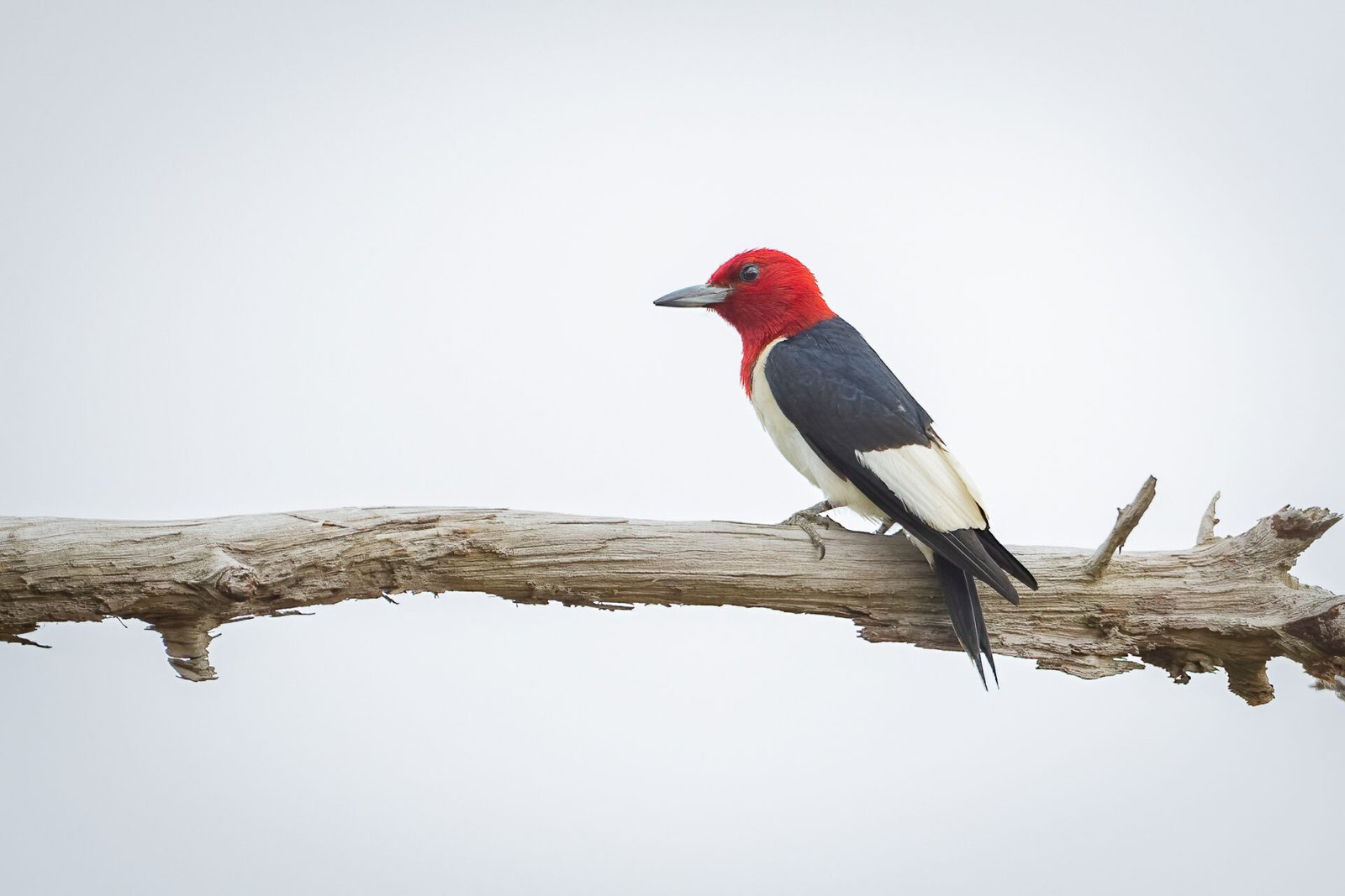 Red Headed Woodpecker Perched On Dead Branch