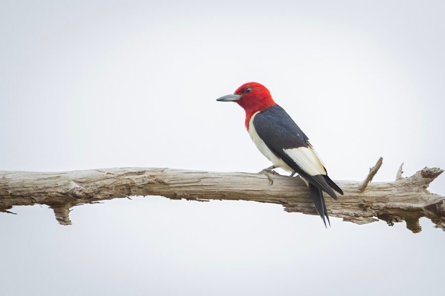 Red Headed Woodpecker Perched On Dead Branch
