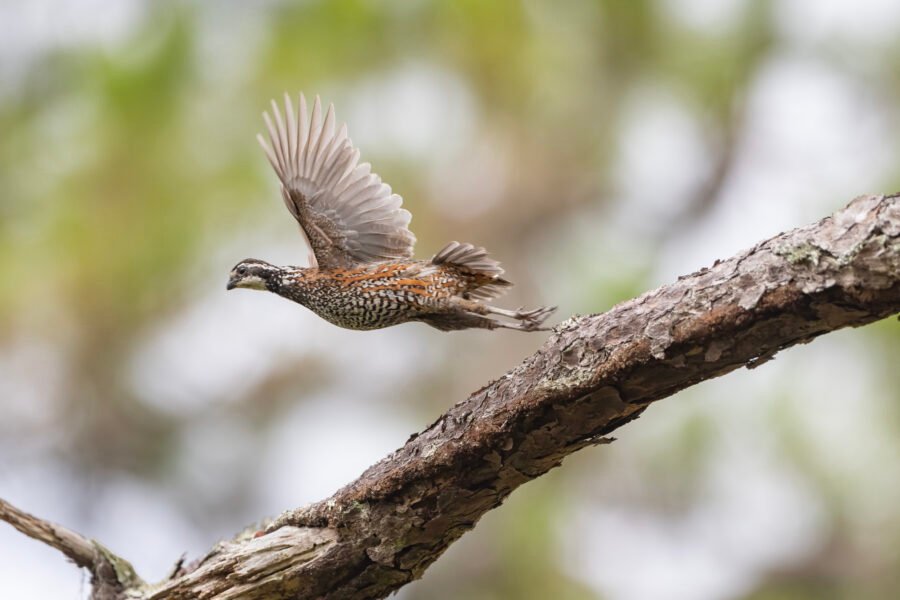 Bobwhite Quail Takes Flight From Pine Tree