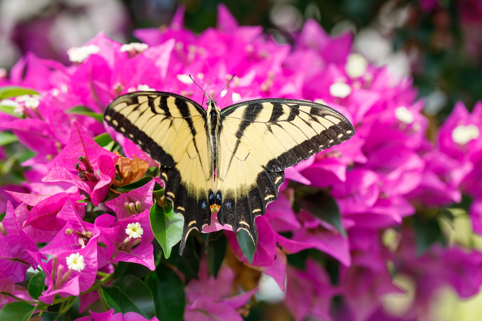 Tiger Swallowtail Butterfly On Purple Bougainvillea Bush