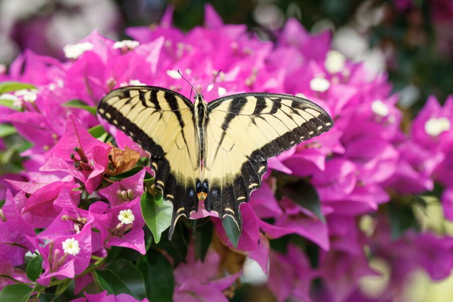 Tiger Swallowtail Butterfly On Purple Bougainvillea Bush