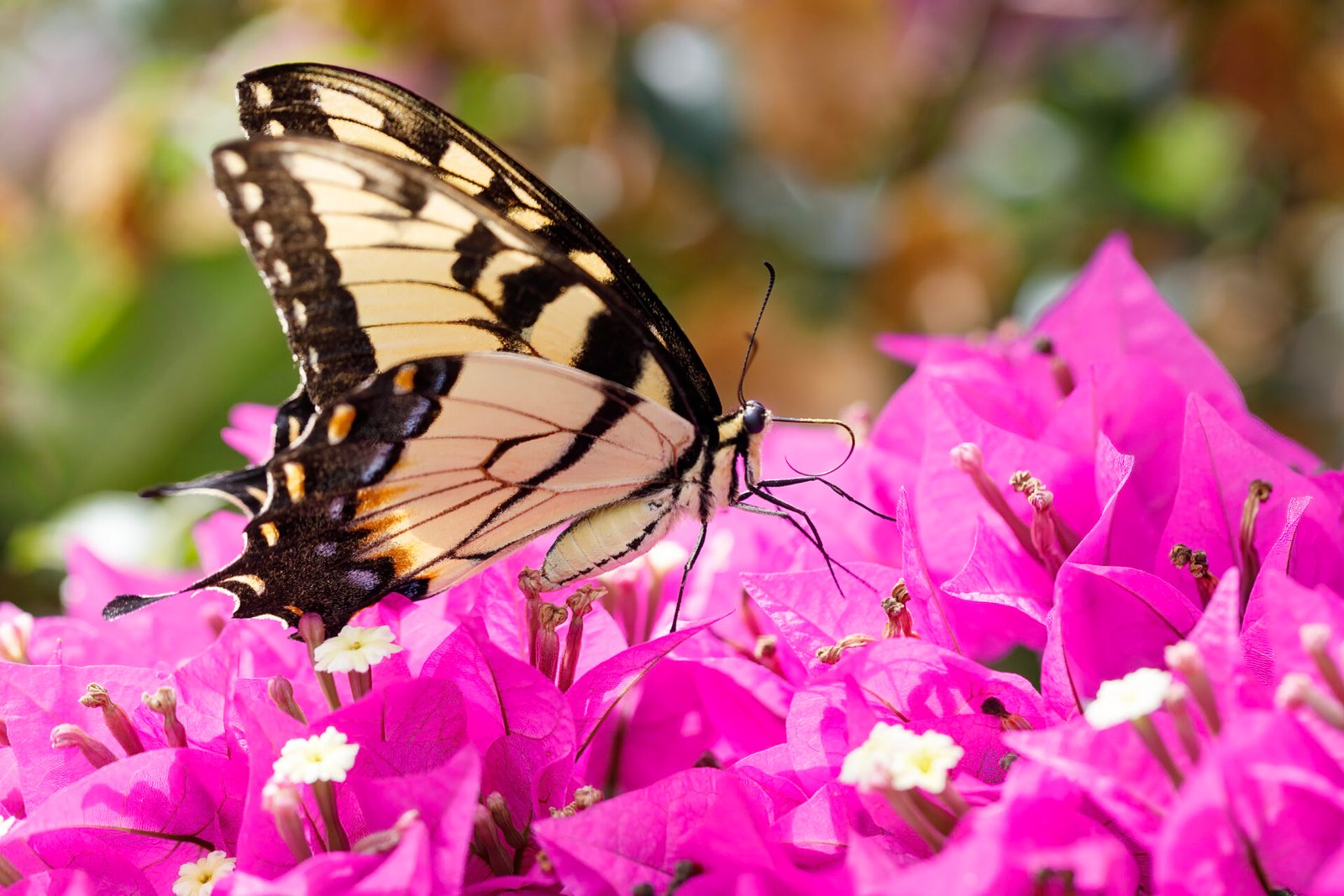 Tiger Swallowtail Butterfly Resting On Bougainvillea Bush