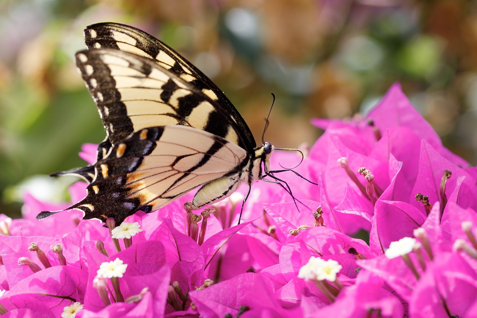 Tiger Swallowtail Butterfly Resting On Bougainvillea Bush