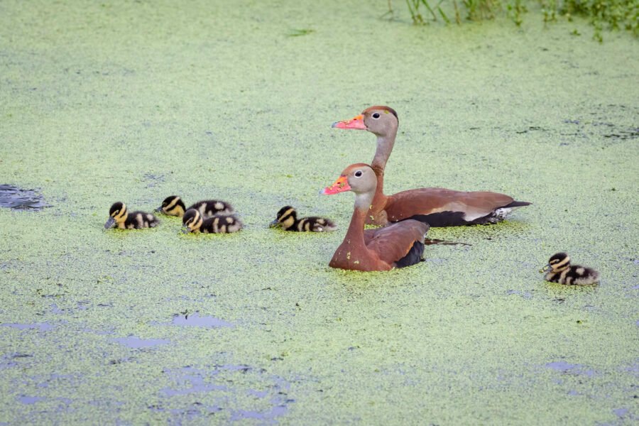 Black Bellied Whistling Ducks With Ducklings Feeding