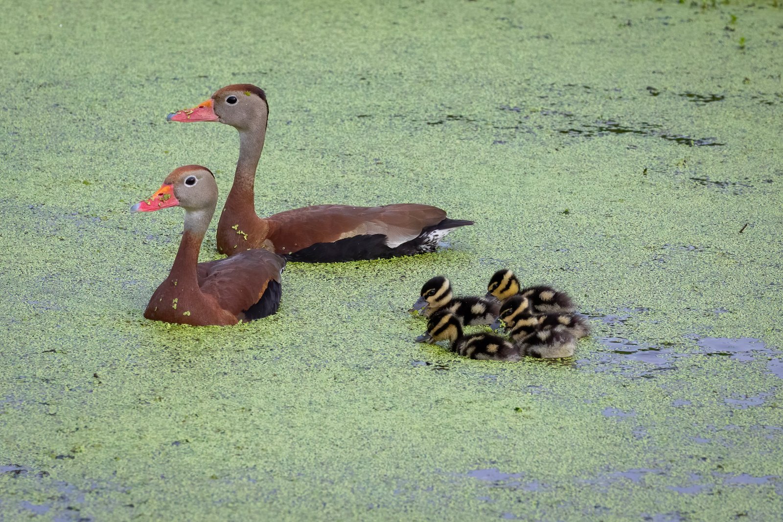 Black Bellied Whistling Ducks With Ducklings