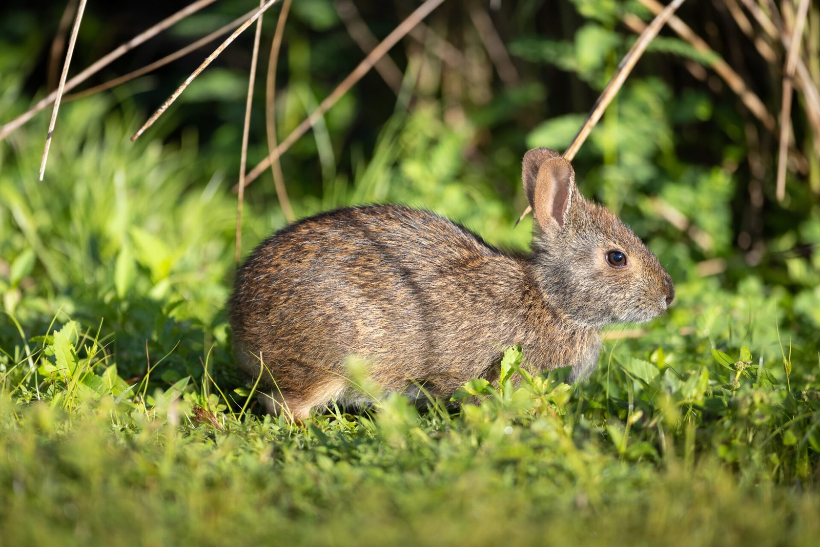 Marsh Rabbit Eating Grass In Morning Sun